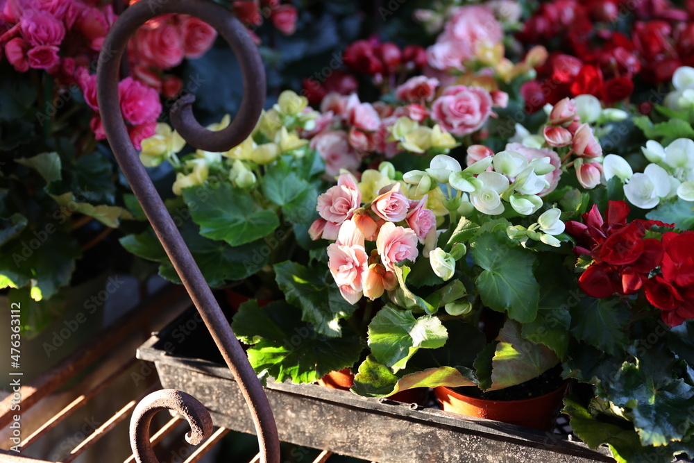 Poster potted begonias