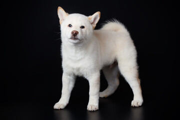 Shiba inu on colored backgrounds