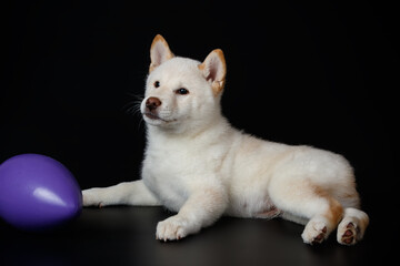 Shiba inu on colored backgrounds