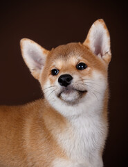 Shiba inu on colored backgrounds