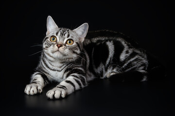 American shorthair cat on colored backgrounds