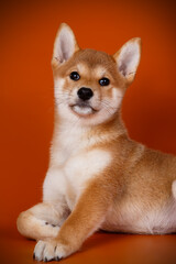 Shiba inu on colored backgrounds