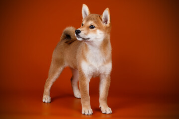 Shiba inu on colored backgrounds