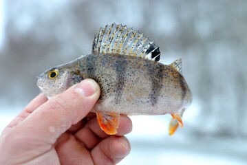 Winter fishing on the river, perch fishing.