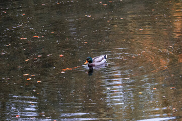 duck in the water