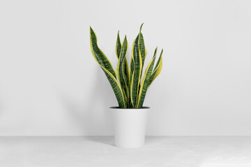 Sansevieria plant in a modern flower pot stands on a gray table on a white background. Home plant Sansevieria trifa. Home Gardening concept. Selective focus.