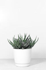 Home plant succulent Haworthia in designer modern pot on a gray table on a white background. House plants in a modern interior.