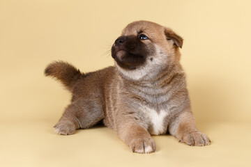 Shiba inu on colored backgrounds