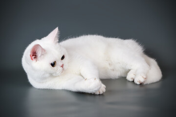 American shorthair cat on colored backgrounds