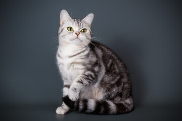 American shorthair cat on colored backgrounds