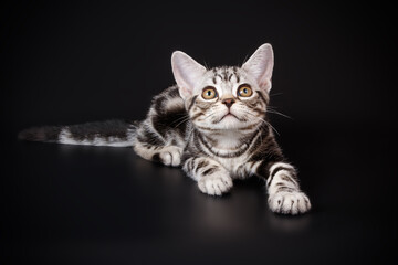American shorthair cat on colored backgrounds