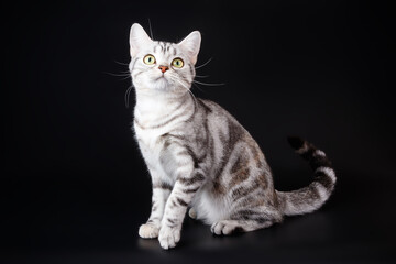 American shorthair cat on colored backgrounds
