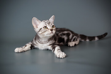 American shorthair cat on colored backgrounds