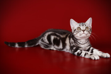 American shorthair cat on colored backgrounds