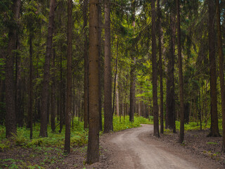 mysterious path in middle of wooden coniferous forrest, surrounded by green bushes leaves and ferns. Moscow region Russia