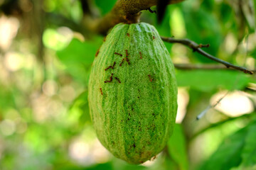 Obraz premium Close-up of raw cacao pods