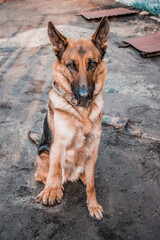 German shepherd dog performs the command to give a paw while sitting in the yard. Beautiful dog...