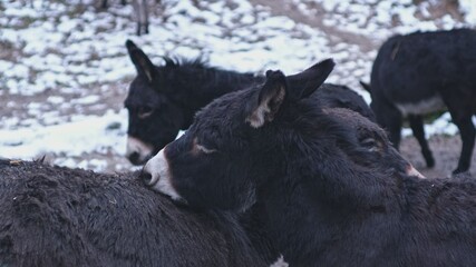  Two Cute Furry Donkeys Grooming Their Backs Standing on Pasture Cuddling Together on Cold Winter Day