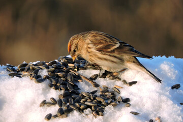 A female common redpoll with a bright red patch on its forehead standing in snow and eating...