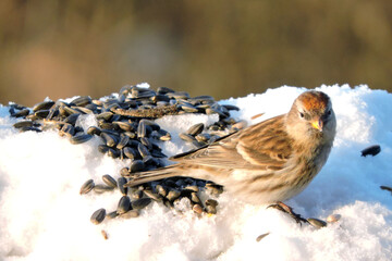 A female common redpoll standing in snow in the sunlight, blurred background