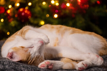 dog, animal, pet, cat, white, cute, kitten, puppy, mammal, domestic, isolated, small, young, fur, adorable, portrait, brown, canine, funny, breed, feline, dogs