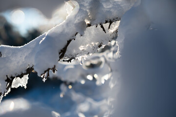 Snow spruce icicle. Winter natural background. The bright sun highlights the fragile icicle. The concept of melting snow, warm spring rays. Snow-covered fir branches in close-up on a blurry background