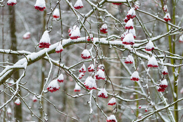 red bunches of rowan under the snow in the winter park