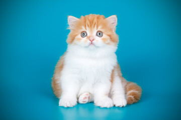 Highland straight cat on colored backgrounds