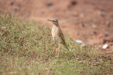 Paddyfield pipit standing on an openfield