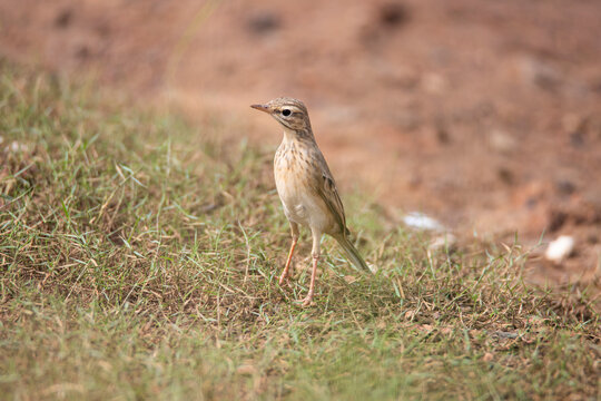 Paddyfield pipit standing on an openfield