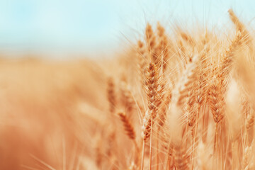 Ripe harvest ready wheat crops field in summer, cereal plant cultivation