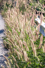 Fototapeta premium Fountain grass flowers (Pennisetum setaceum ) with sunshine in the side of road background