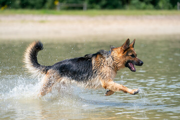 Young happy German Shepherd, playing in the water. The dog splashes runs and jumps happily in the lake