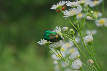bug on a camomile