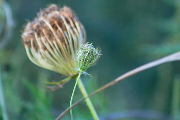 Wild carrot seeds closeup view with blurred green plants on background