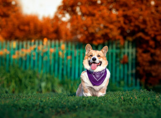 cute corgi dog puppy sitting in the garden with his tongue hanging out