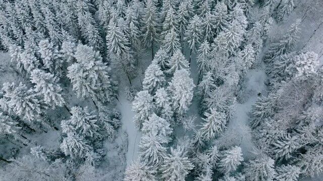 Revealing Shot Of Vast Dense Thicket Over Jorat Woods During Winter Near Lausanne, Canton Of Vaud, Switzerland. Aerial Tilt-Up