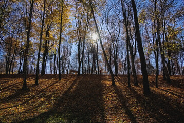 Fototapeta premium autumn in the forest