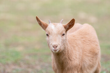 Fototapeta premium 可愛いヤギ