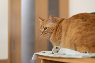 見つめる猫　茶トラ猫