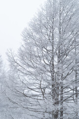Fototapeta premium 雪景色