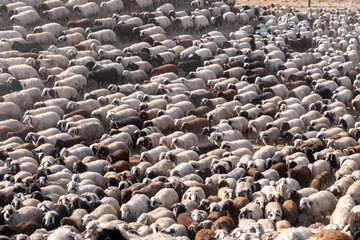 Large flock of sheep and goats