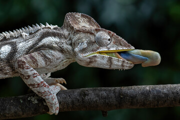 Oustalet's Chameleon - Furcifer oustaleti, beautiful colored lizard from African bushes and forests, Kirindi forest, Madagascar. © David