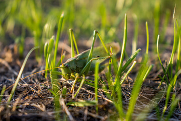 frog on the grass