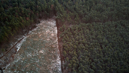 Light snow on the filed and green forest.