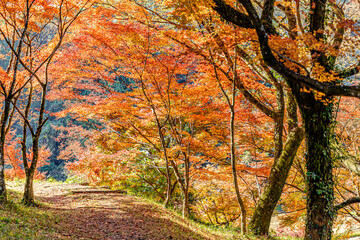 秋の用作公園　大分県豊後大野市　 Autumn Yujaku Park. Ooita-ken Bungoono city