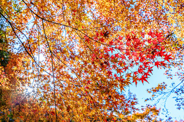 秋の用作公園　大分県豊後大野市　 Autumn Yujaku Park. Ooita-ken Bungoono city