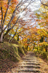秋の用作公園　大分県豊後大野市　 Autumn Yujaku Park. Ooita-ken Bungoono city