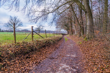 Obraz premium A path with fallen leaves and mud in a forest in Strassen, Luxembourg