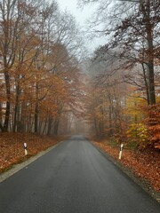 autumn in the park